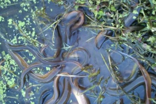 野生黄鳝家里怎么养,要定期进行饲喂