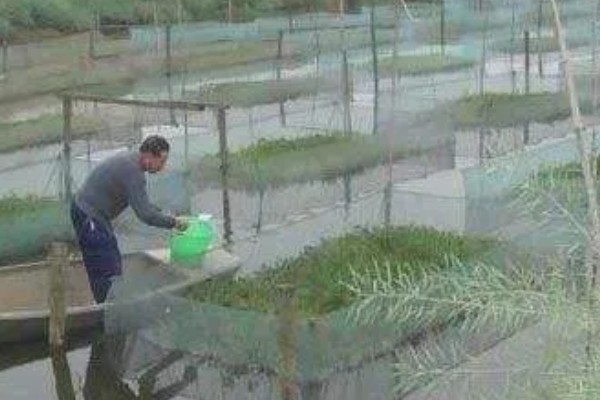 野生黄鳝家里怎么养,要定期进行饲喂