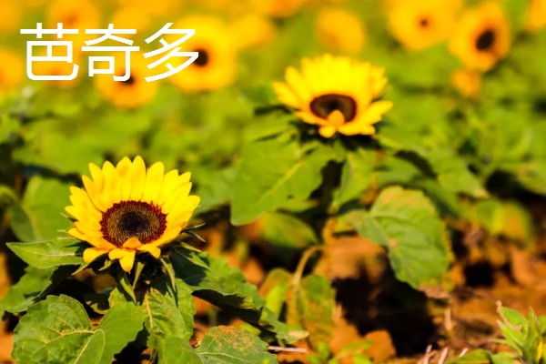 向日葵是不是天然的指南针，只是跟随太阳旋转不具备指南针的功能
