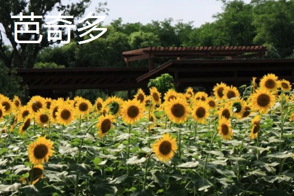 向日葵是不是天然的指南针，只是跟随太阳旋转不具备指南针的功能