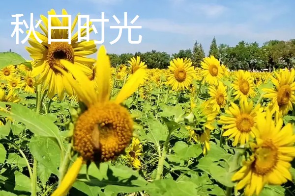 向日葵是不是天然的指南针，只是跟随太阳旋转不具备指南针的功能