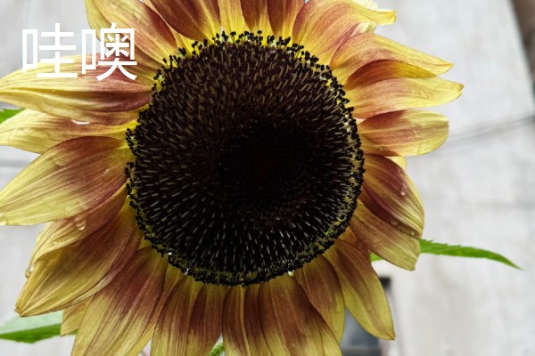 向日葵是不是天然的指南针，只是跟随太阳旋转不具备指南针的功能