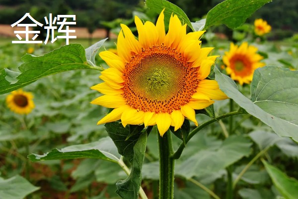 向日葵是不是天然的指南针，只是跟随太阳旋转不具备指南针的功能