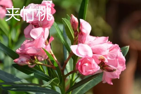 哪些植物四季都开花，常见夹竹桃、兰花等品种