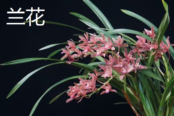 哪些植物四季都开花，常见夹竹桃、兰花等品种