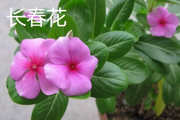 哪些植物四季都开花，常见夹竹桃、兰花等品种