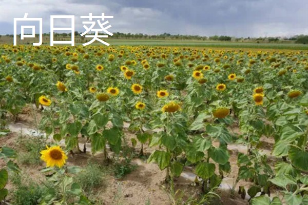 哪些植物四季都开花，常见夹竹桃、兰花等品种