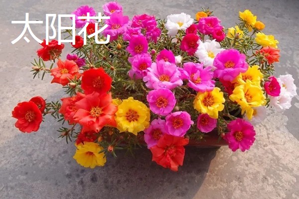 哪些植物四季都开花，常见夹竹桃、兰花等品种