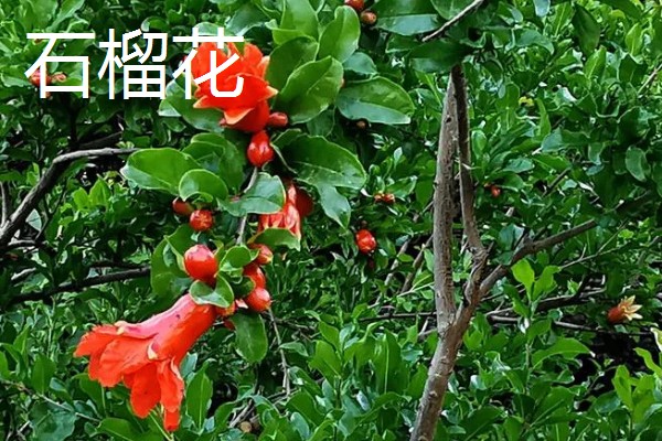 哪些植物四季都开花，常见夹竹桃、兰花等品种
