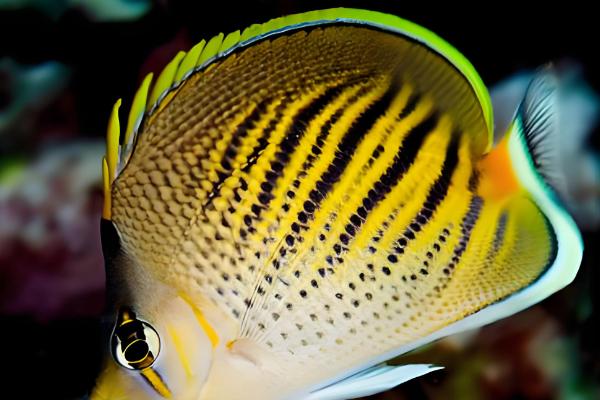 虎纹蝴蝶鱼好不好养，难度中等不适合新手