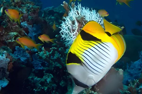 虎纹蝴蝶鱼好不好养，难度中等不适合新手