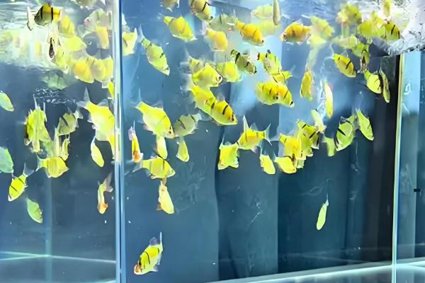 虎纹蝴蝶鱼好不好养，难度中等不适合新手