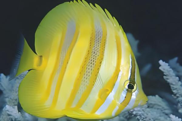 虎纹蝴蝶鱼好不好养，难度中等不适合新手