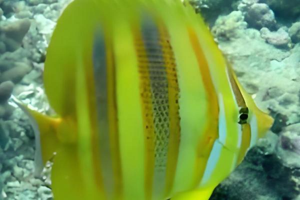 虎纹蝴蝶鱼好不好养，难度中等不适合新手