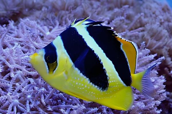 虎纹蝴蝶鱼好不好养，难度中等不适合新手