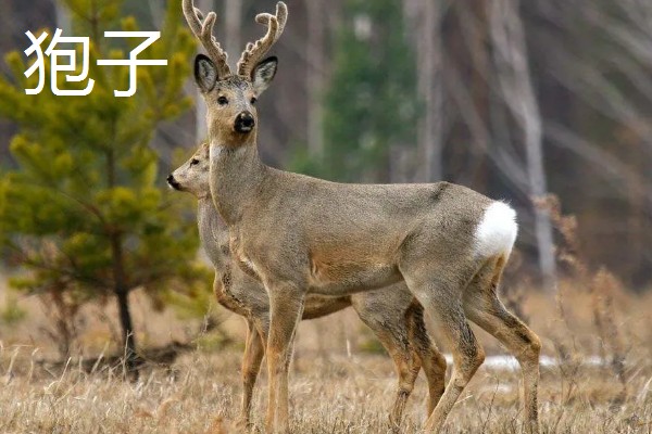 狍子獐子麂子有什么区别,种属和外观各不相同