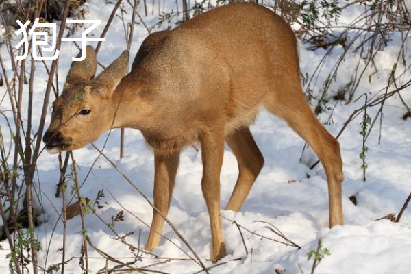 狍子獐子麂子有什么区别,种属和外观各不相同