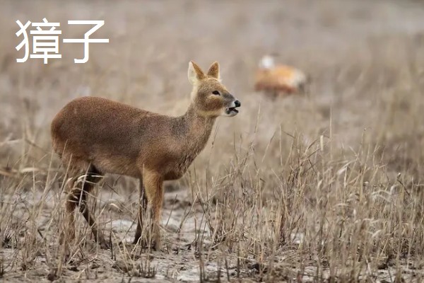 狍子獐子麂子有什么区别,种属和外观各不相同