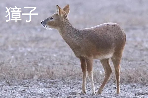 狍子獐子麂子有什么区别,种属和外观各不相同