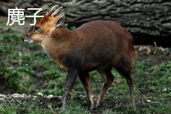 狍子獐子麂子有什么区别,种属和外观各不相同