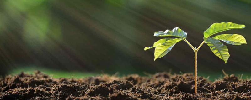 光合作用的意义，可以将太阳能转为化学能