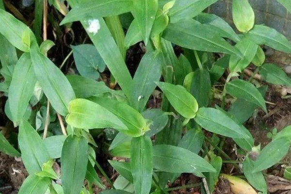 竹叶草用什么除草剂能除根，可使用2甲4氯、草甘膦等