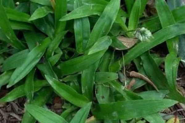 竹叶草用什么除草剂能除根，可使用2甲4氯、草甘膦等
