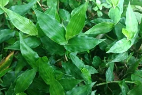 竹叶草用什么除草剂能除根，可使用2甲4氯、草甘膦等