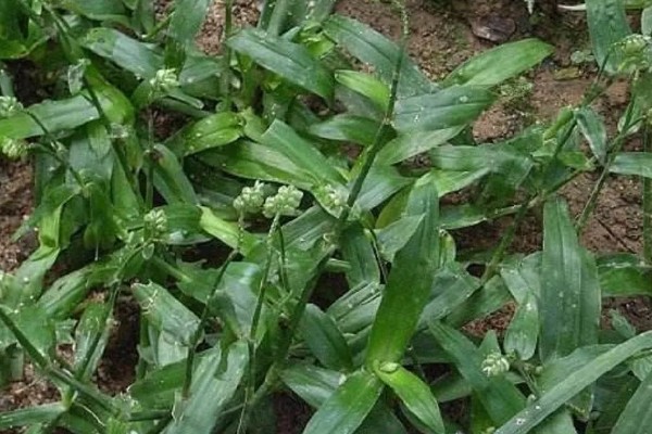 竹叶草用什么除草剂能除根，可使用2甲4氯、草甘膦等