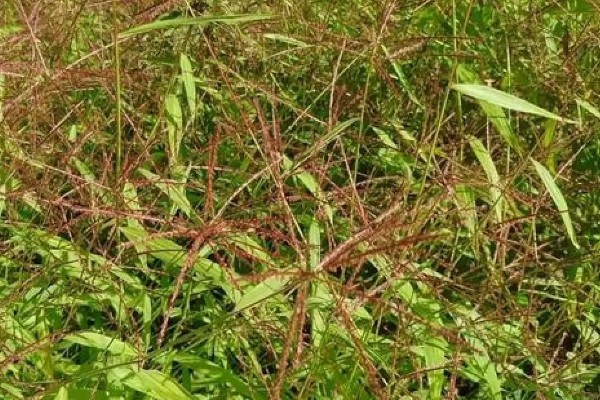 竹叶草用什么除草剂能除根，可使用2甲4氯、草甘膦等