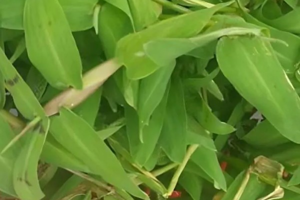 竹叶草用什么除草剂能除根，可使用2甲4氯、草甘膦等