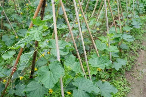 青瓜的种植要点，瓜苗长到40厘米时要搭架
