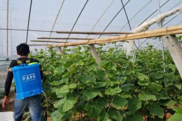 青瓜的种植要点，瓜苗长到40厘米时要搭架