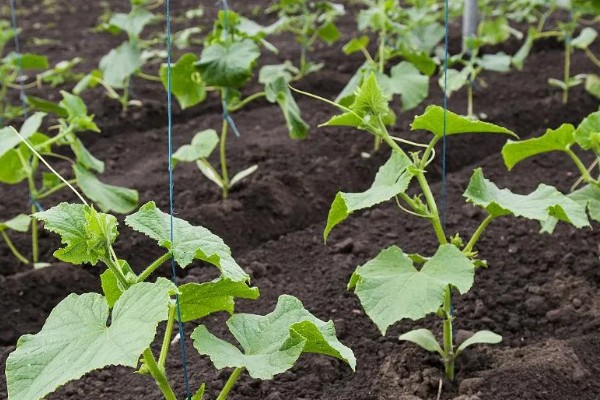 青瓜的种植要点，瓜苗长到40厘米时要搭架