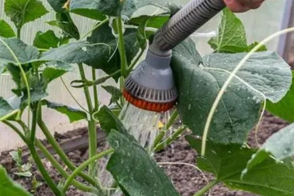 青瓜的种植要点，瓜苗长到40厘米时要搭架