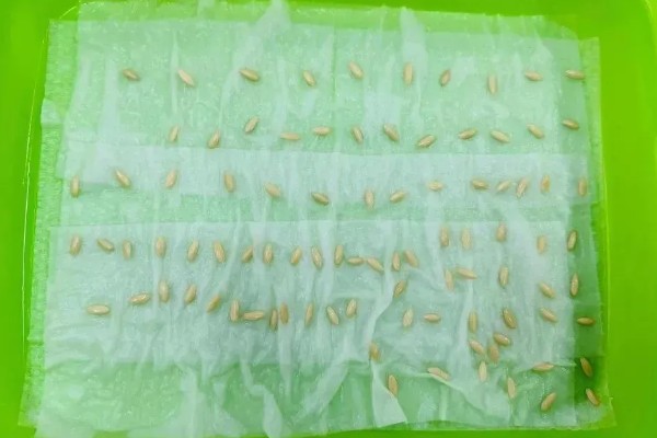 青瓜的种植要点，瓜苗长到40厘米时要搭架