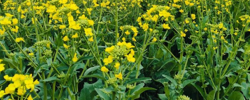 油菜的种植方法，播种前将种子晾晒3-4个小时