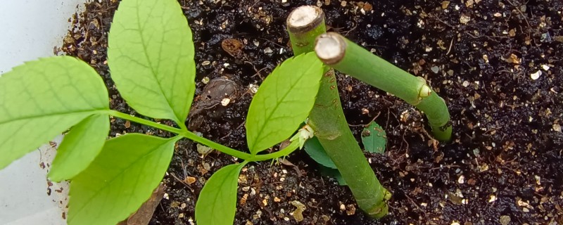 扦插枝条怎样防止烂根，选择在春秋两季时进行