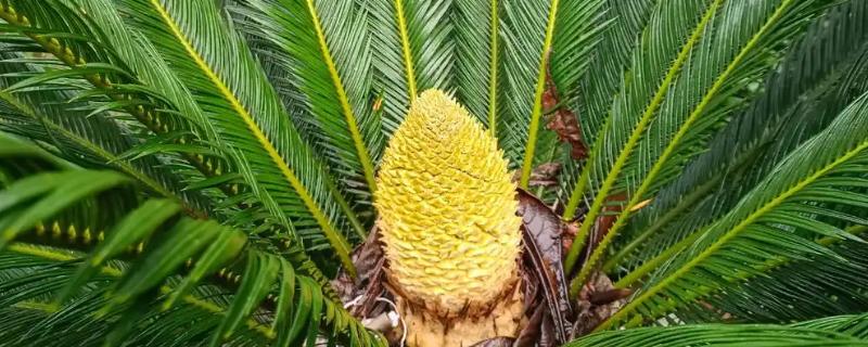 铁树中间的黄色是什么，是花朵