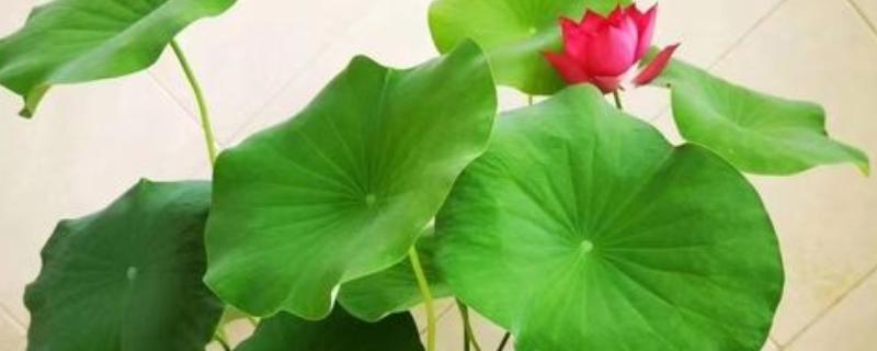 家养荷花叶子烂了怎么处理，需要及时对荷花进行修剪