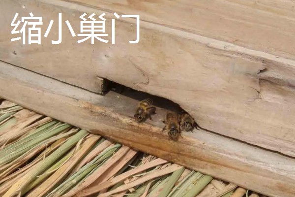 有马蜂来吃蜜蜂怎么办,可缩小巢门