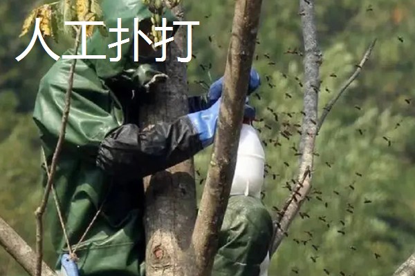 有马蜂来吃蜜蜂怎么办,可缩小巢门