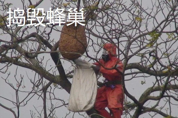 有马蜂来吃蜜蜂怎么办,可缩小巢门