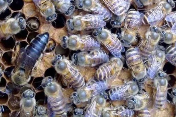 有马蜂来吃蜜蜂怎么办,可缩小巢门