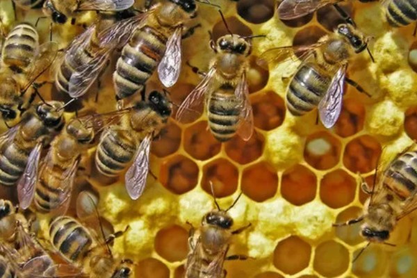 有马蜂来吃蜜蜂怎么办,可缩小巢门