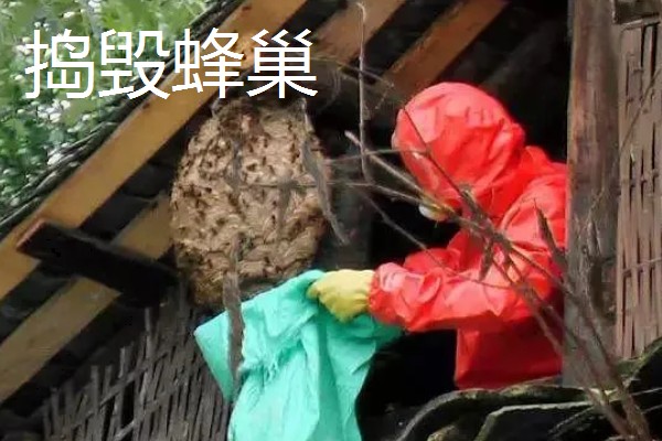 有马蜂来吃蜜蜂怎么办,可缩小巢门