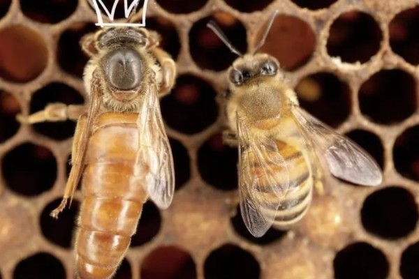 有马蜂来吃蜜蜂怎么办,可缩小巢门