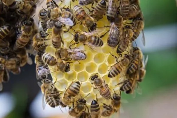 有马蜂来吃蜜蜂怎么办,可缩小巢门