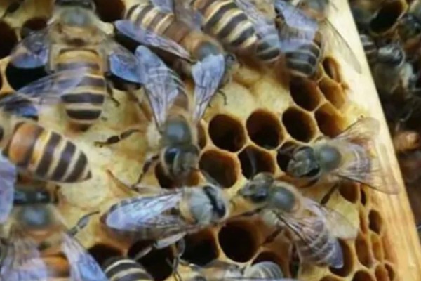 有马蜂来吃蜜蜂怎么办,可缩小巢门