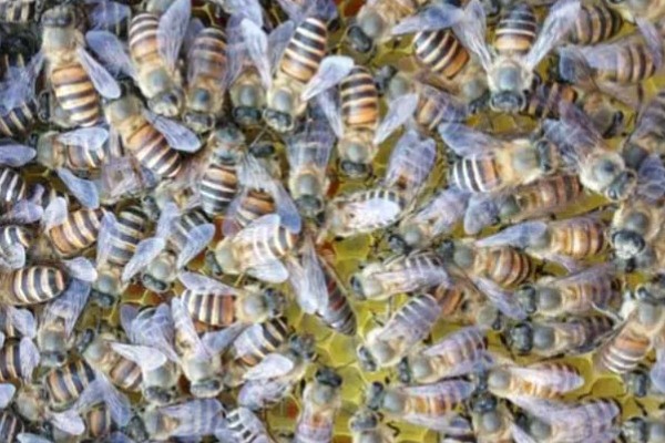 有马蜂来吃蜜蜂怎么办,可缩小巢门